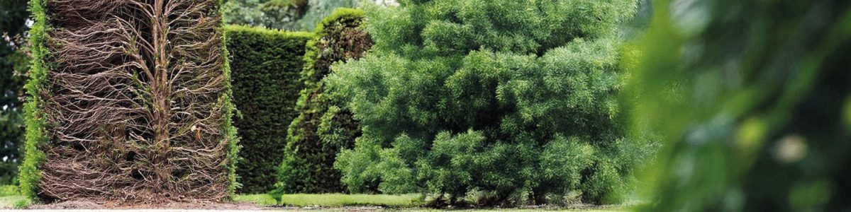 Curs de pirojardineria per a tècnics municipals, professionals i particulars 2025